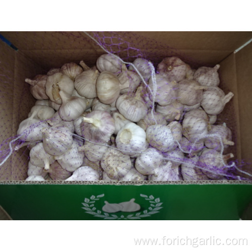 Size 5.0cm Normal White Garlic